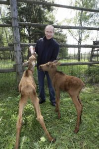 Putin alimentando cervatillos