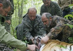 Putin amaestrando tigre